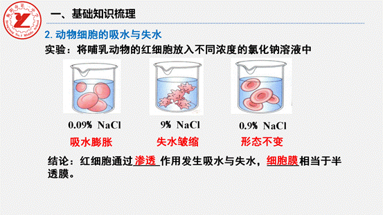 第7讲-水进出细胞的原理_06