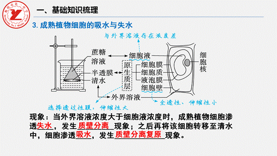 第7讲-水进出细胞的原理_08